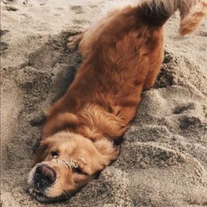 Meet your Posher, Misty